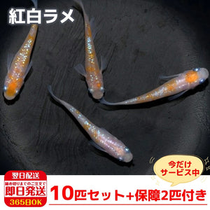 保障2匹付き メダカ 紅白ラメ 稚魚10匹 送料無料 生体 種類 めだか 成魚 幹之 セット 水草 ラメメダカ ダルマメダカ 餌 高級 めだか の箱庭