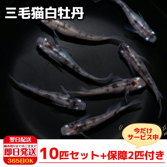 保障2匹付き メダカ 三毛猫白牡丹 稚魚10匹 送料無料 生体 種類 めだか 成魚 幹之 セット 水草 ラメメダカ ダルマメダカ 餌 高 めだかの箱庭