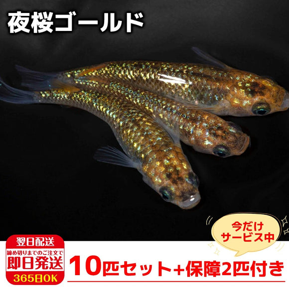 稚魚 めだかの箱庭