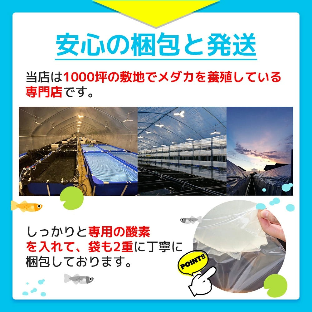 保障2匹付き メダカ 栗神 稚魚10匹 送料無料 生体 種類 めだか 成魚 幹之 セット 水草 ラメメダカ ダルマメダカ 餌 高級 販売 めだか の箱庭