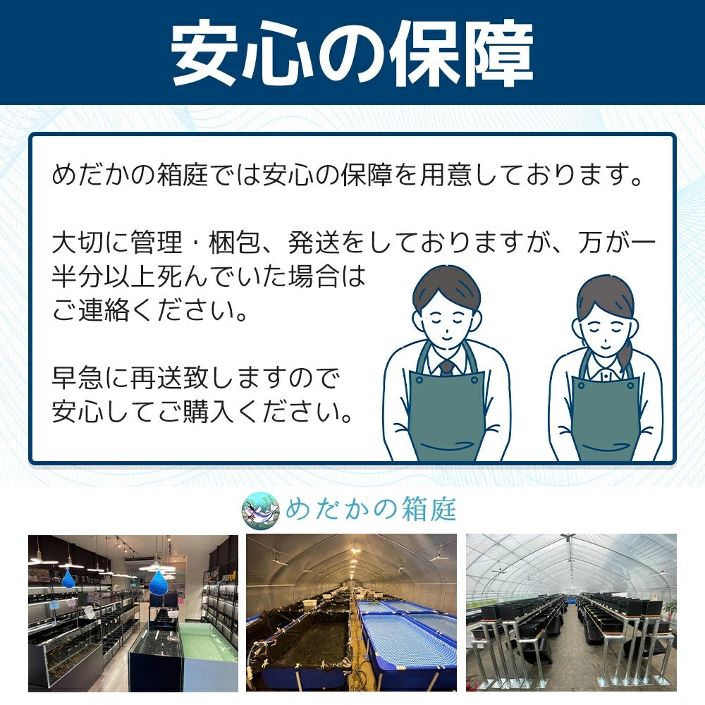 送料無料 ゾウリムシ 600ml 針子から稚魚に最適 生存率が違う 培養説明書付き 培養餌を30粒 夏季は保冷剤と保冷シート メダカの餌 めだか の箱庭