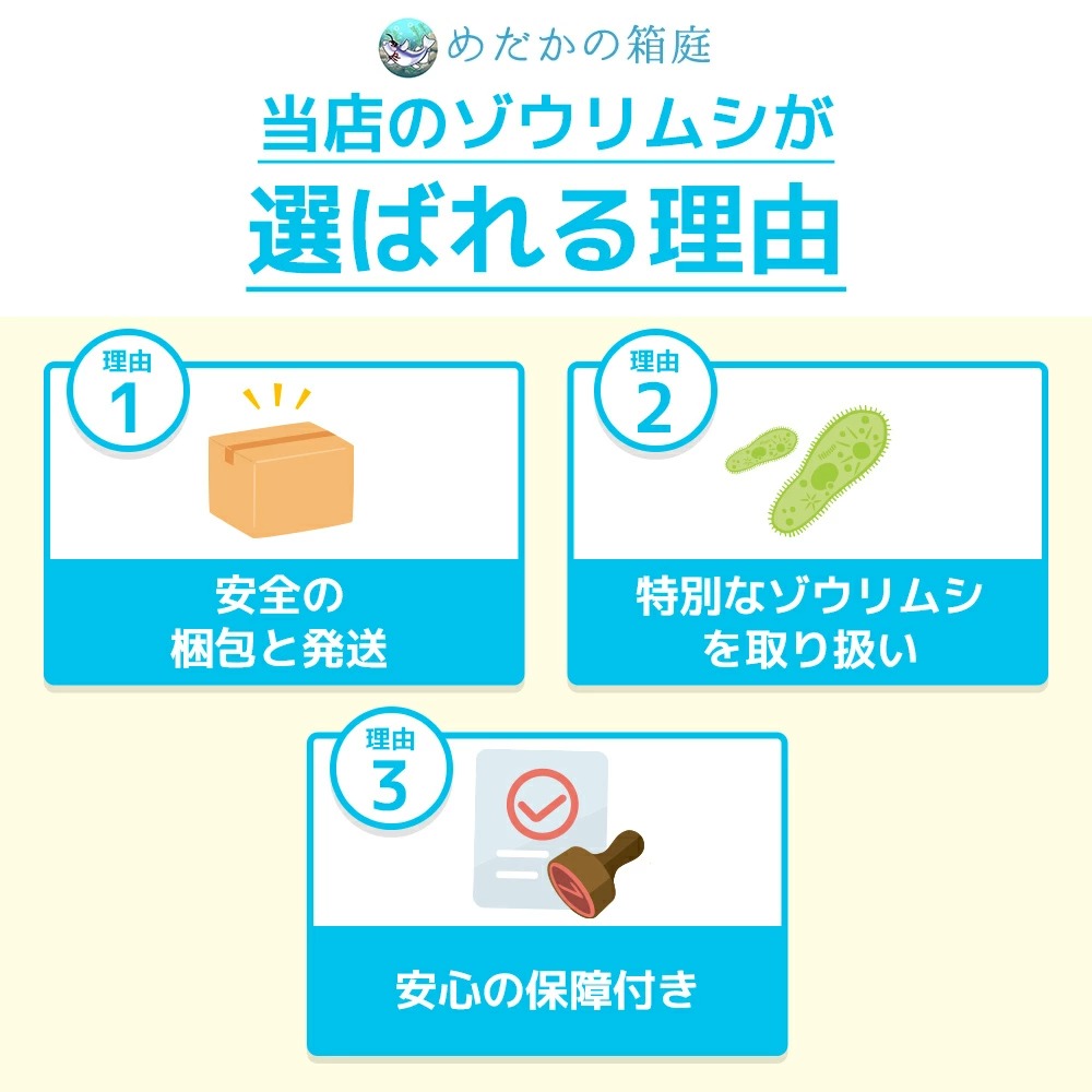 送料無料 ゾウリムシ 600ml 針子から稚魚に最適 生存率が違う 培養説明書付き 培養餌を30粒 夏季は保冷剤と保冷シート メダカの餌 めだか の箱庭