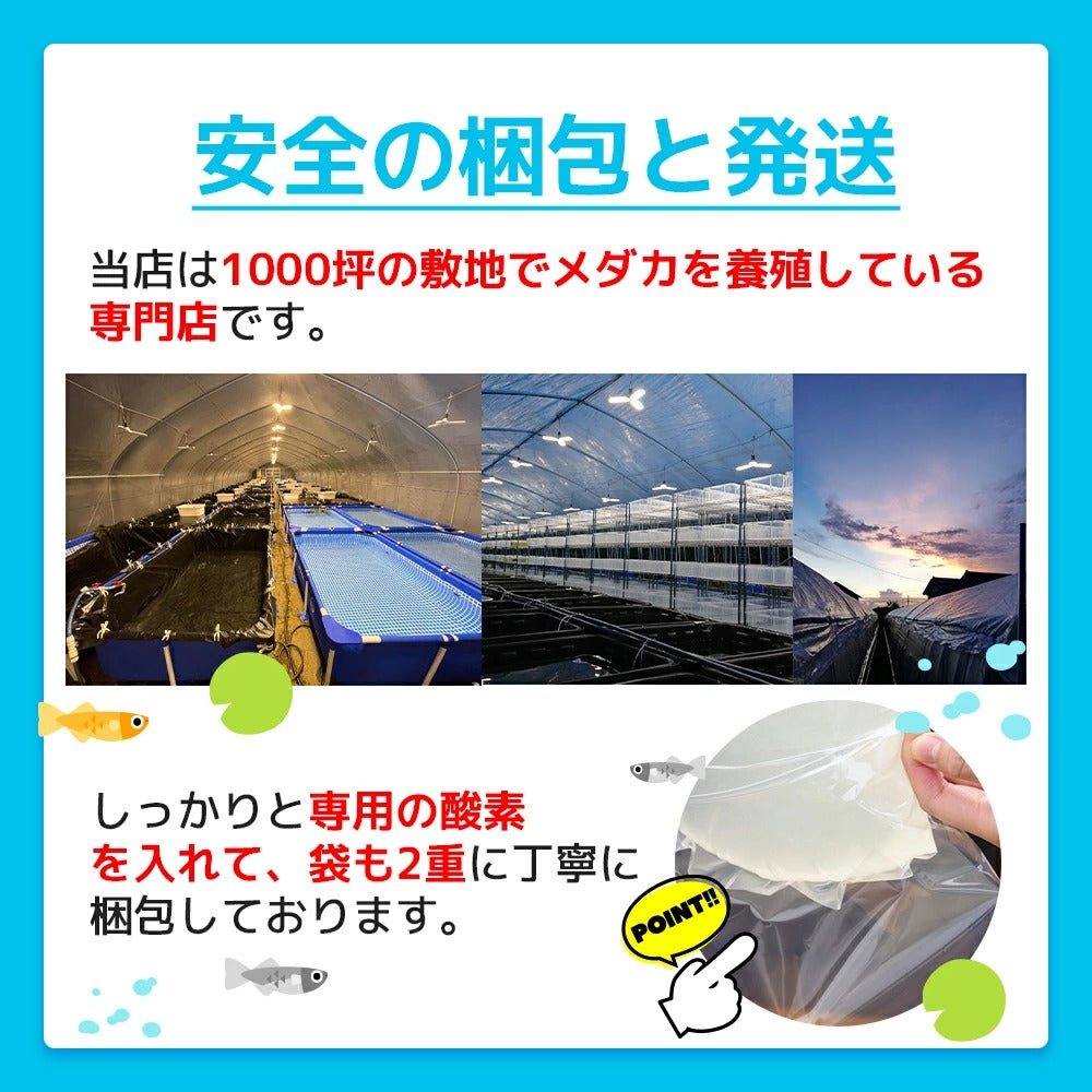 送料無料 ゾウリムシ 600ml 針子から稚魚に最適 生存率が違う 培養説明書付き 培養餌を30粒 夏季は保冷剤と保冷シート メダカの餌 めだか の箱庭