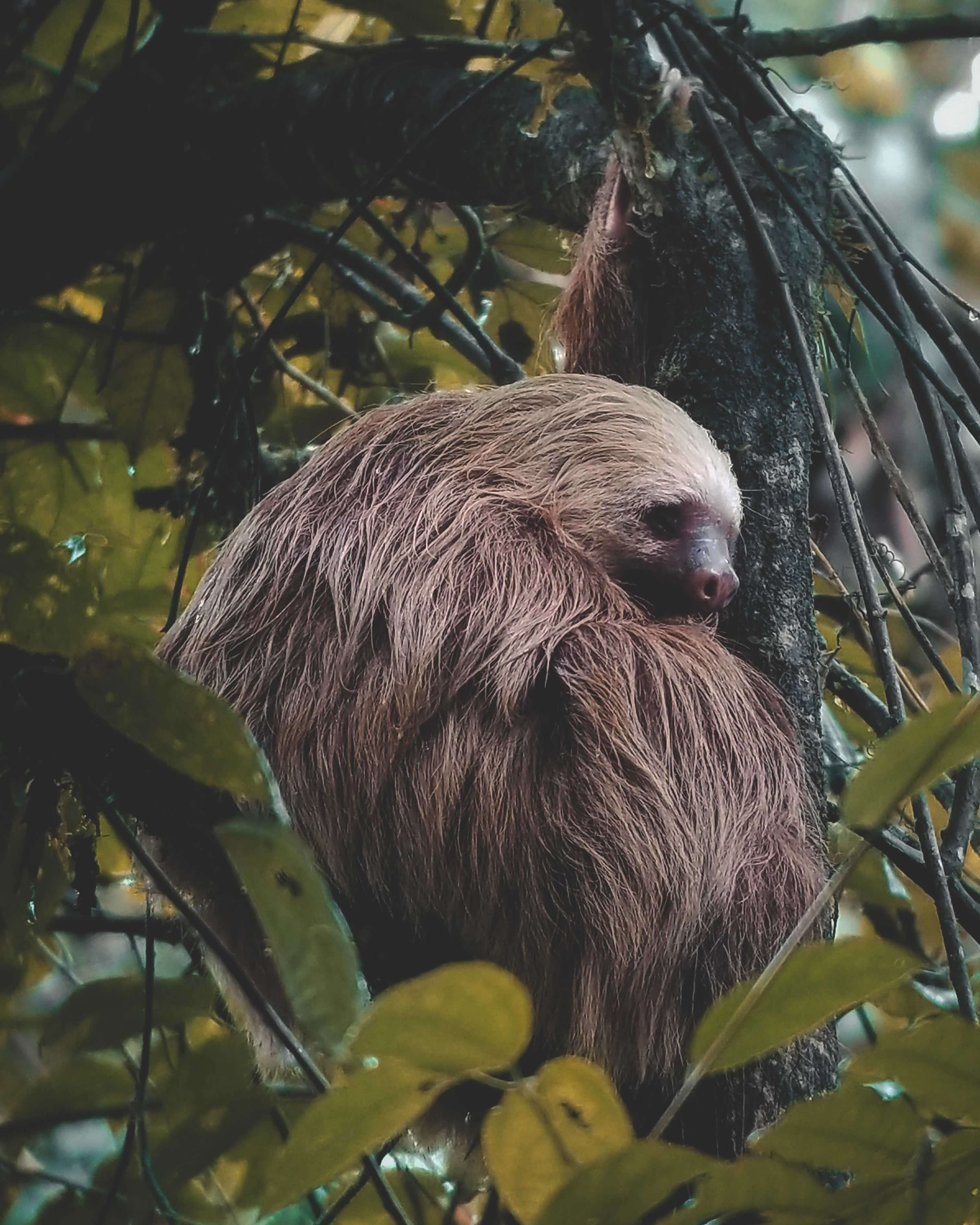 Sloth_costa_Rica1_tiny