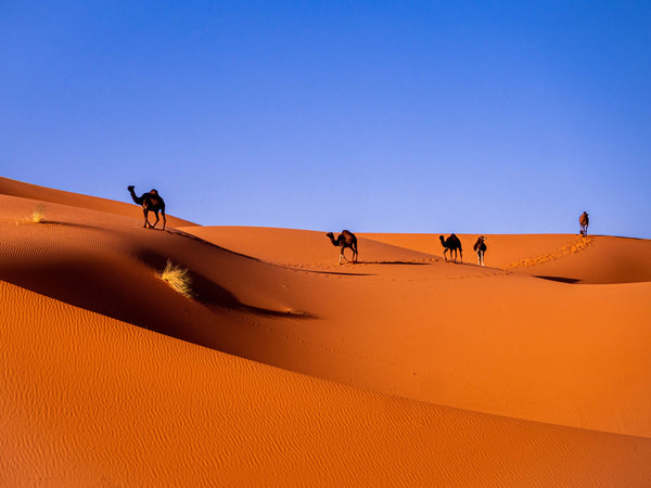 Camel riding Sahara Desert Morocco