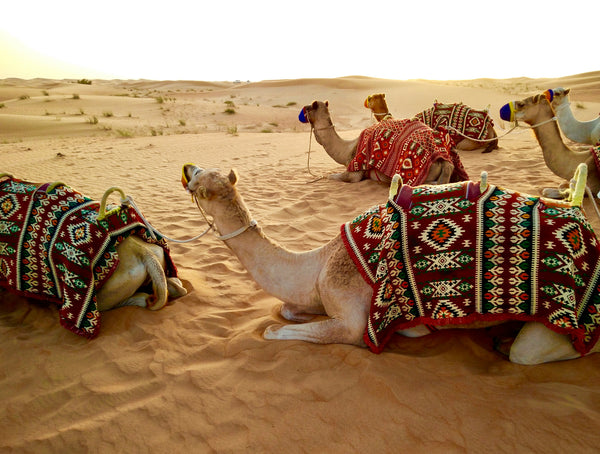 Camel rides in Dubai desert
