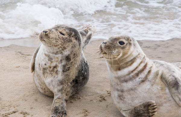 Seals on Shetland Islands