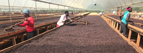 ウガンダ 珈琲 スペシャルティコーヒー豆 アフリカンムーン スノー 通販