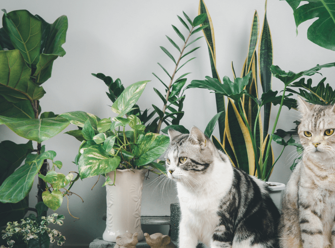 Pet and Plants