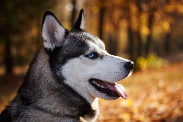 The Health Benefits of Fish Oil for Dogs - NaturVet®