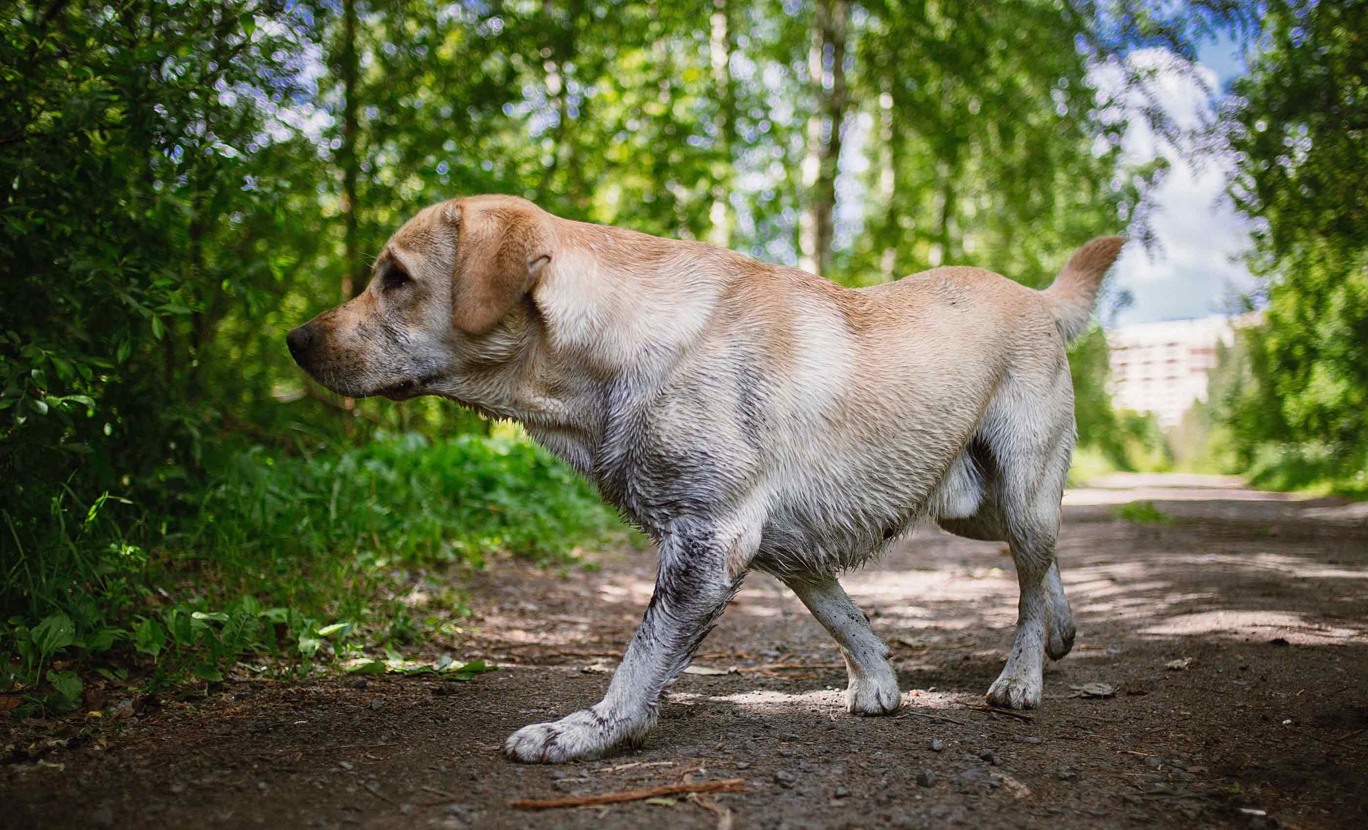 can a puppy outgrow hip dysplasia