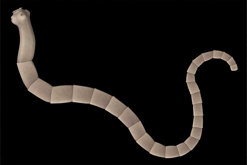 realistic 3d render of a tapeworm