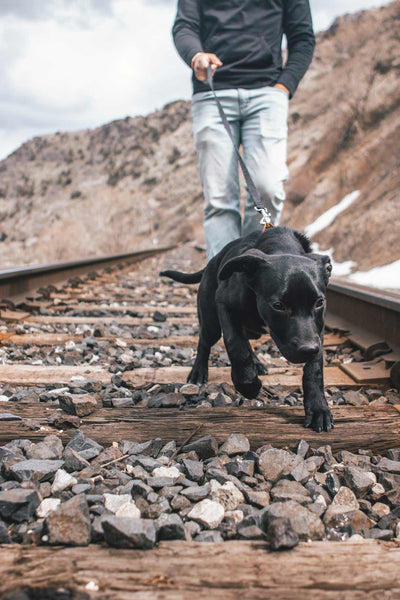 black lab puppy walks in front of human sniffing the train tracks