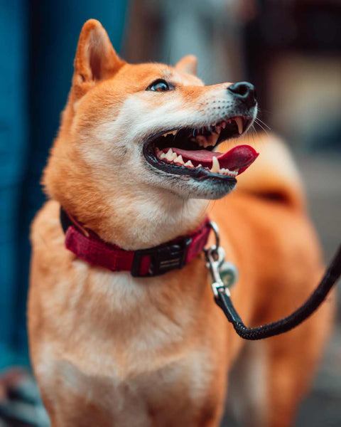 dog on leash looking to the side with mouth open
