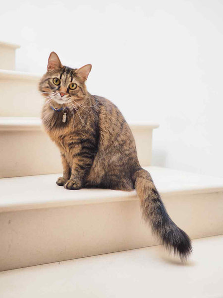 gray cat sits on staircase