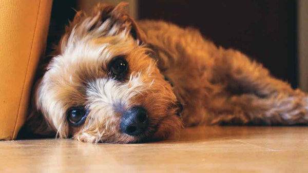 small dog lays on the ground looking sad