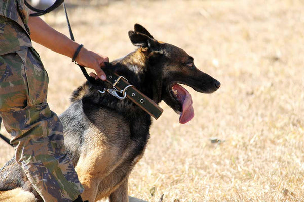 side view of army dog sitting next to soldier's leg