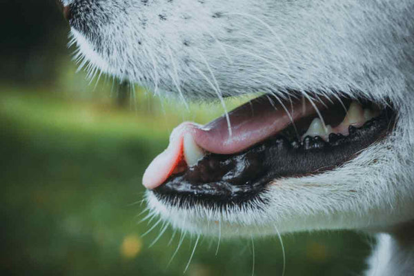 up close side view of dog's mouth