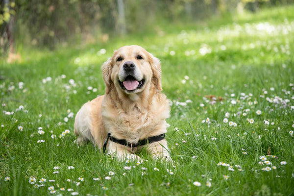 white golden retriever lays in a grass field with flowers
