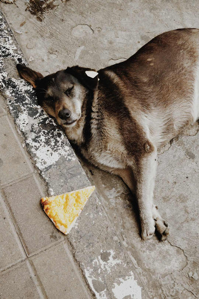 dog laying asleep on the floor next to a slice of pizza