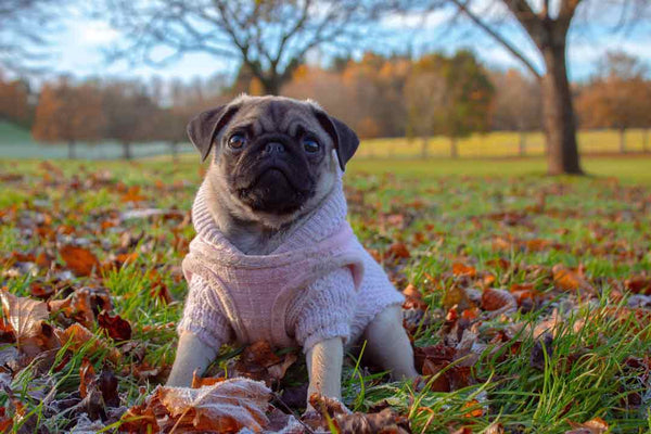 small pug wearing a sweater and sitting in grass