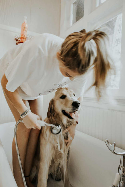 girl gives her dog a bath