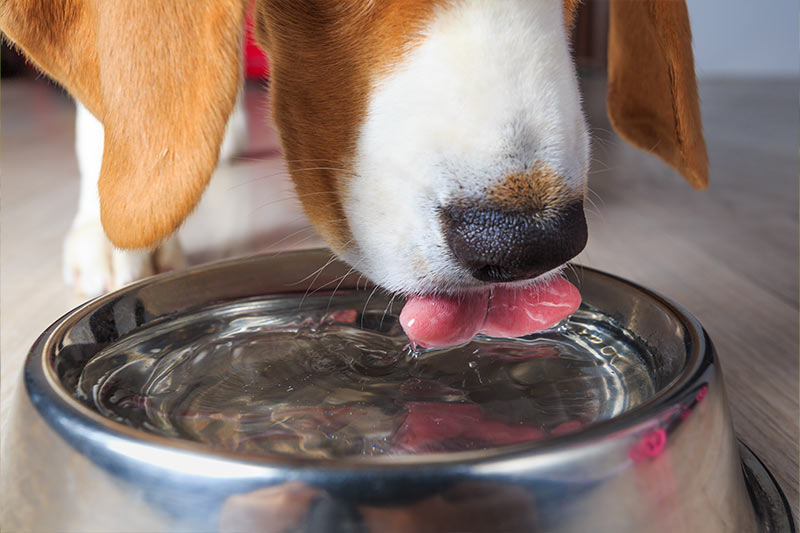 beagle drinking water indoors
