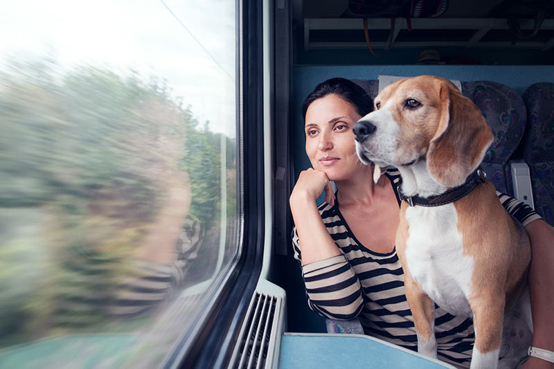 beagle riding on train