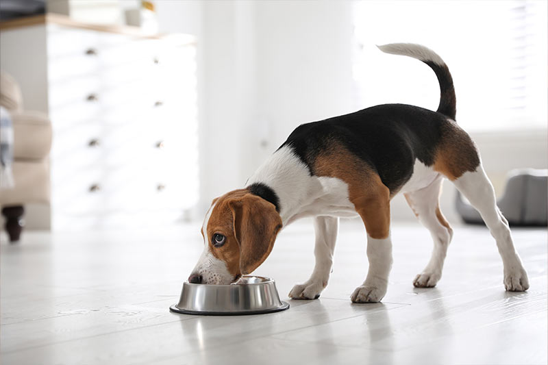 beagle puppy eating