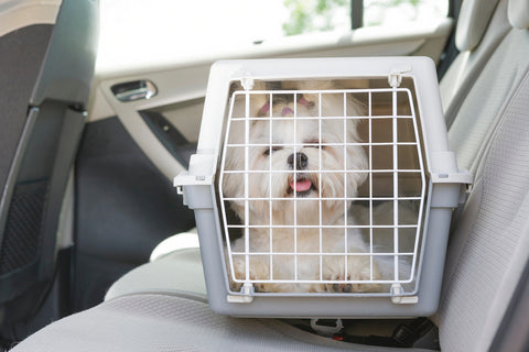 puppy in crate in car