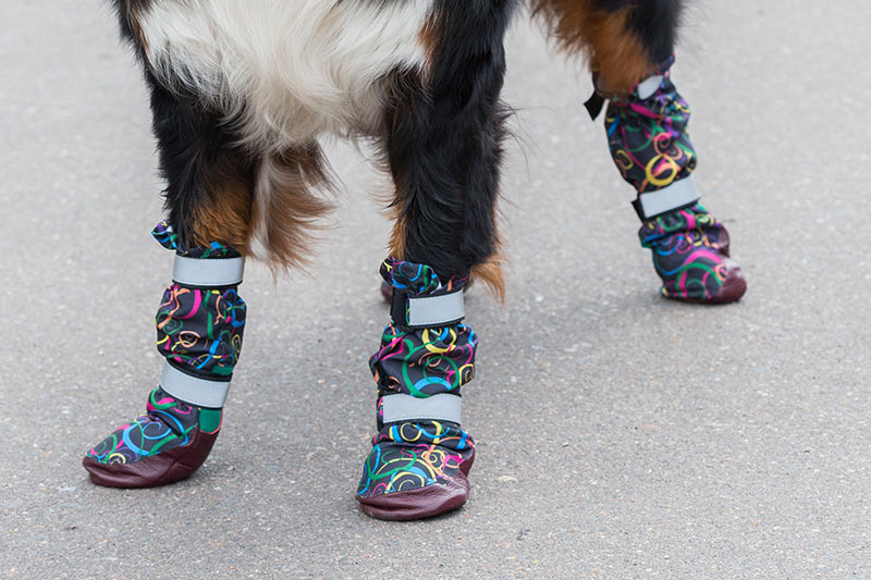 Bernese Moutain Dog wearing colorful paw protector booties