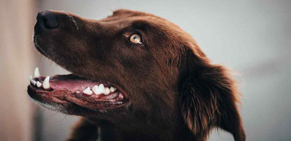 side profile of chocolate lab with mouth open