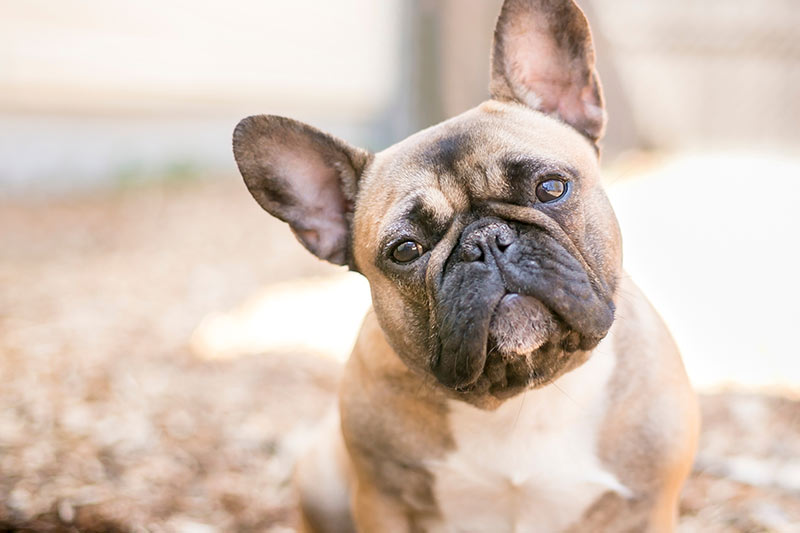 brown french bulldog