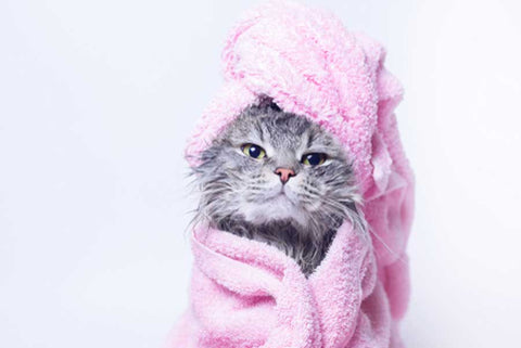 cat in a bath towel