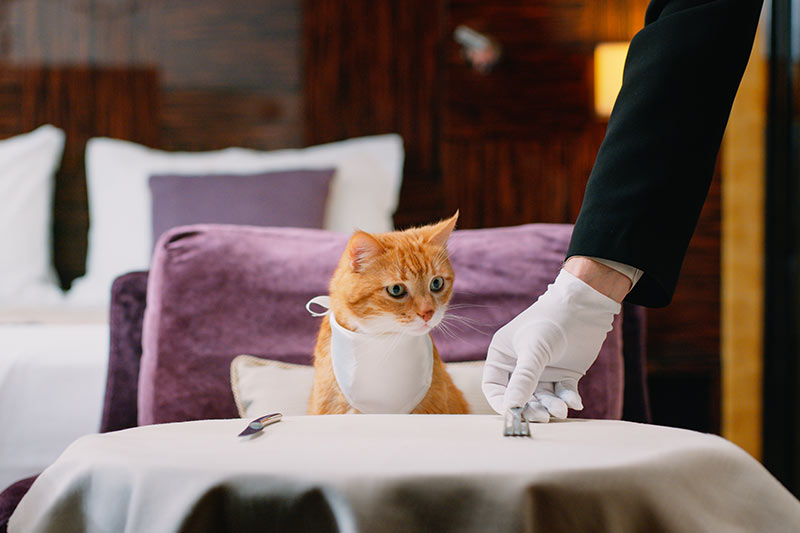 cat being served food in a hotel