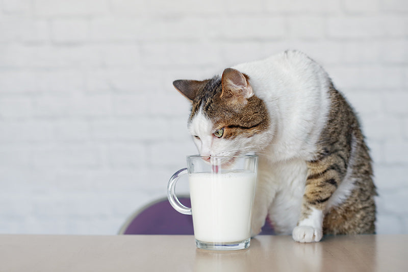cat drinking milk from a cup