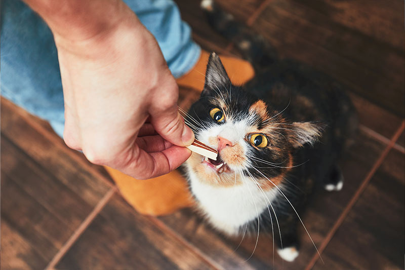 cat eating a treat 