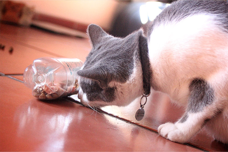 cat playing with a water bottle filled with treats food puzzle
