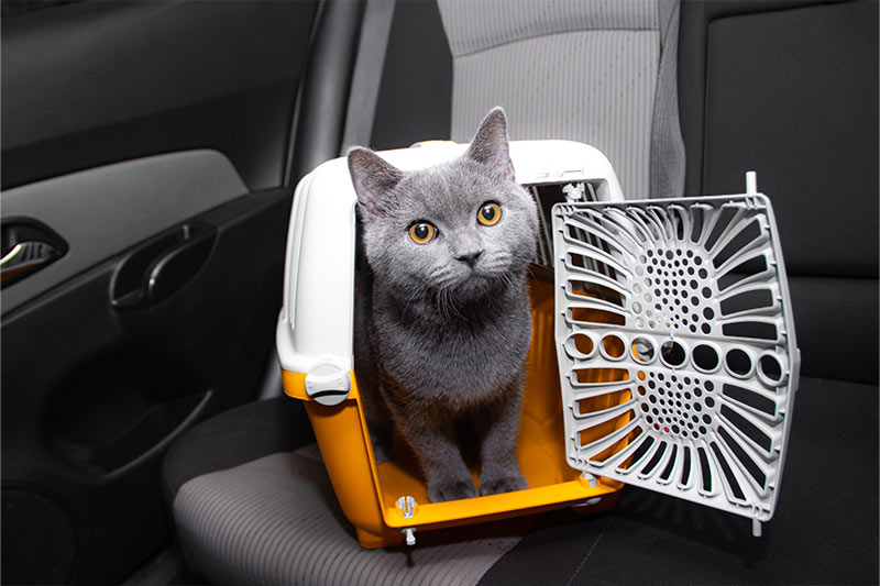 grey cat in a white and orange carrier