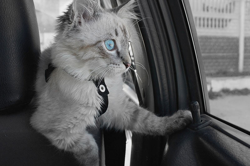 cat in car wearing a harness