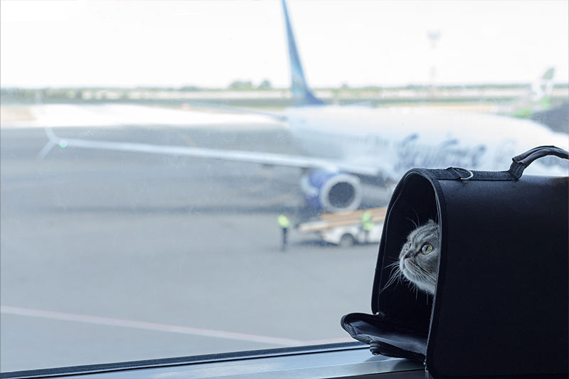 cat in carrier at airport