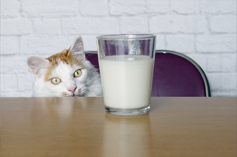 cat staring at a glass of milk