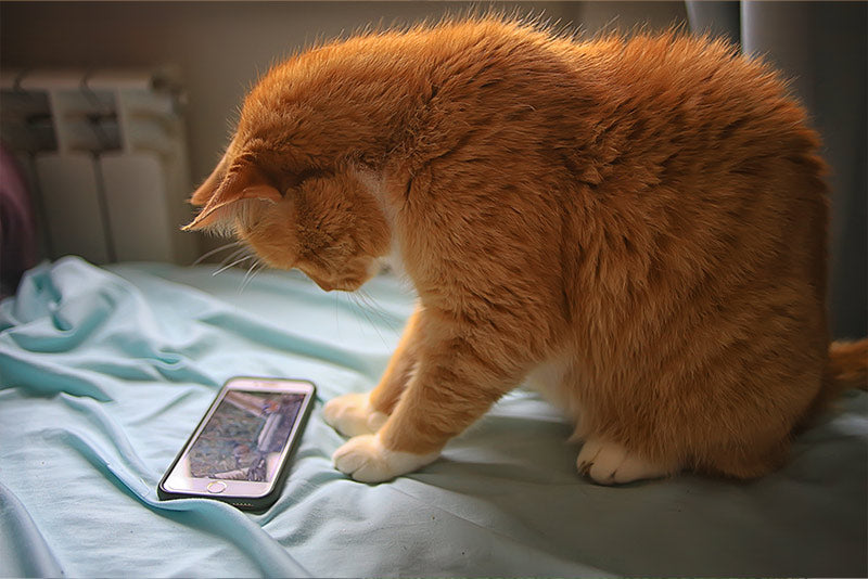 cat staring at phone screen