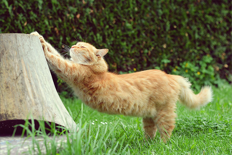 cat stretching outside
