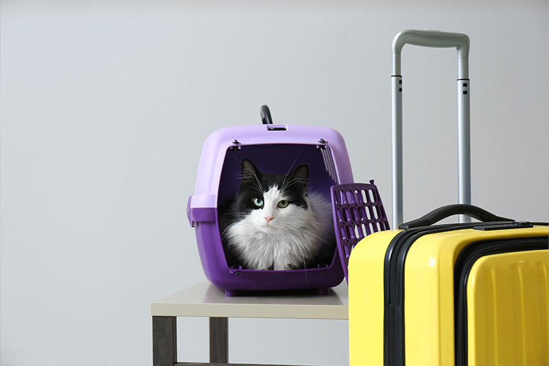 cat travelling in purple carrier