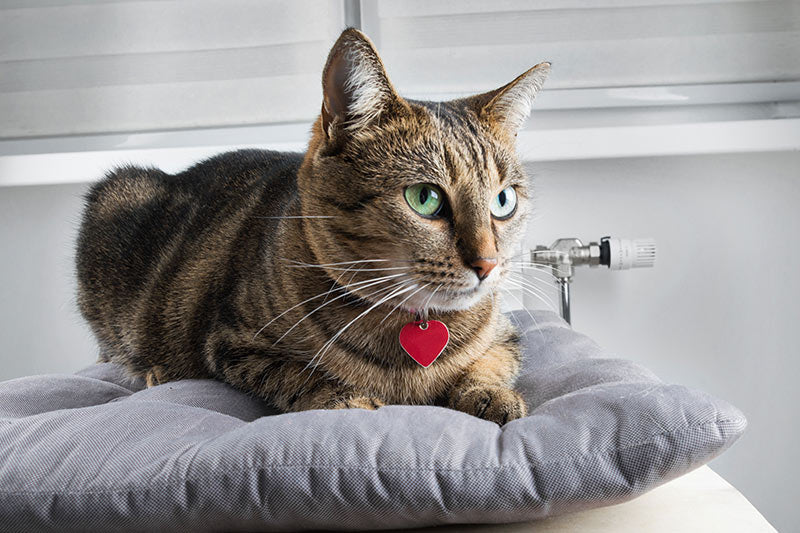 cat with heart shaped tag on collar