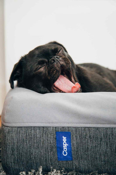 black puppy yawning in bed