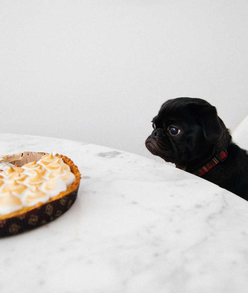 small pug looks longingly over table counter at food
