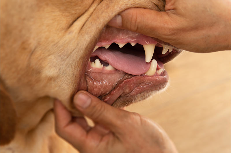 person pressing thumb down on dog's gums to check capillary refill time