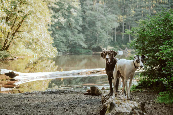 two dogs standing by a lake